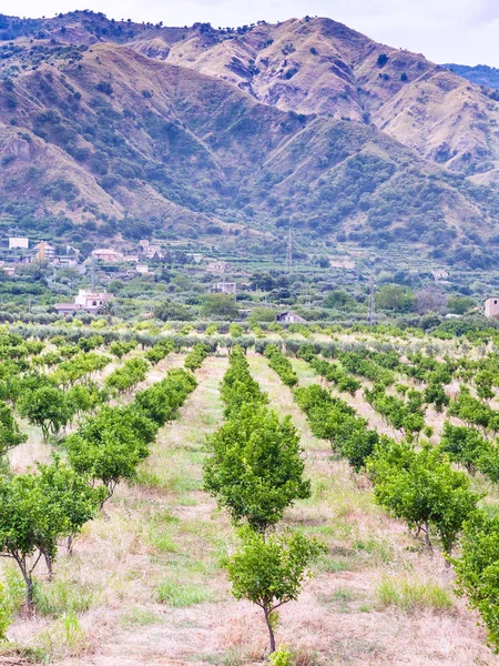 Frutteto mandarino nella regione di Alcantara in Sicilia — Foto Stock