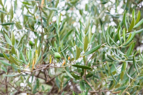 Bahçesinde zeytin zeytin ağacı üzerinde Kapat — Stok fotoğraf