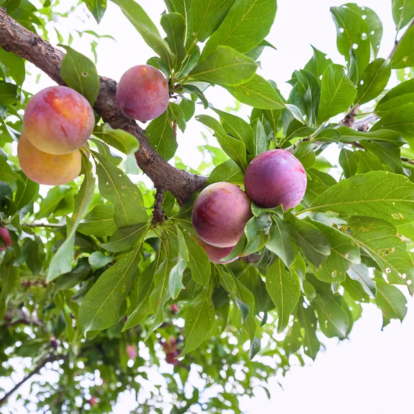 Спелые сливы на дереве в саду на Сицилии — стоковое фото