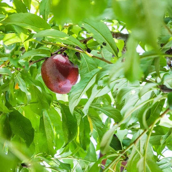 Yaz aylarında Sicilya ağaçta bir olgun kırmızı Erik — Stok fotoğraf