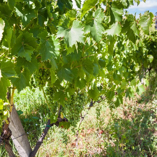 Mnoho grapees na vinici v Sicílii — Stock fotografie