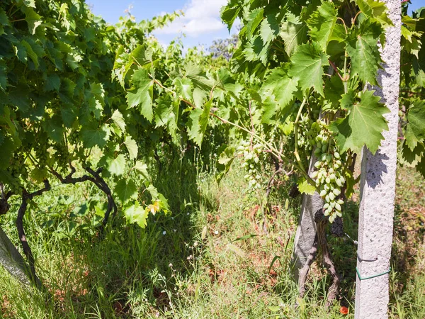 Vinha verde na região vinícola Etna, na Sicília — Fotografia de Stock