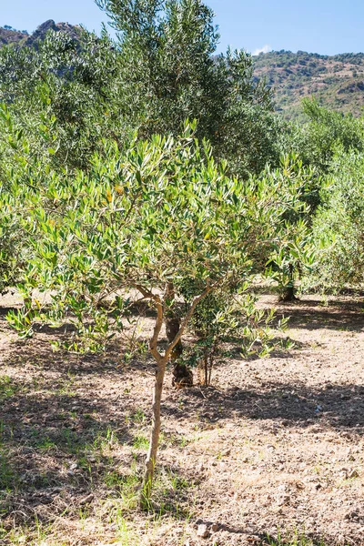 Mladí olivový strom v zahradě v Sicílii — Stock fotografie
