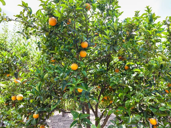 Rijpe sinaasappels op boom in Sicilië — Stockfoto