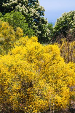 Sicilya Etna Dağı üzerinde sarı cytisus bodur