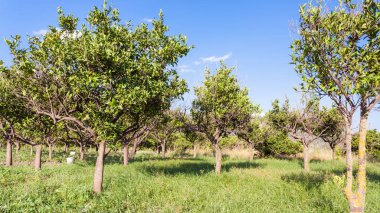 Sicilya narenciye meyve bahçesinde yaz gün