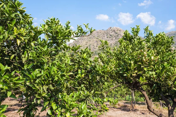 Sitruspuita hedelmätarhassa Sisiliassa kesällä — kuvapankkivalokuva
