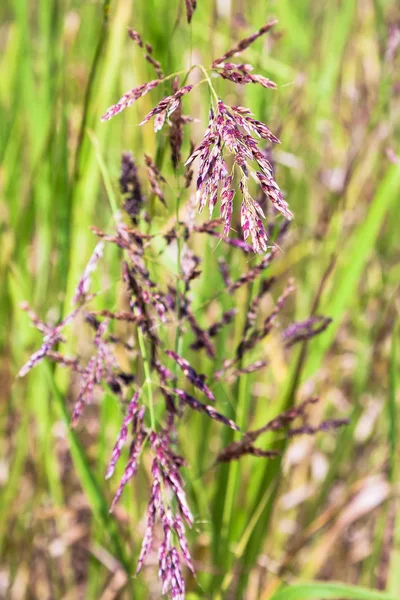 Rispen von festuca rubra (roter Festtagsstrauß) aus nächster Nähe — Stockfoto