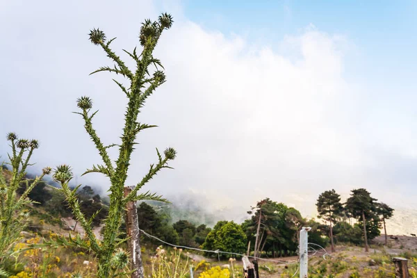 在埃特纳地区云端上的灌木 — 图库照片