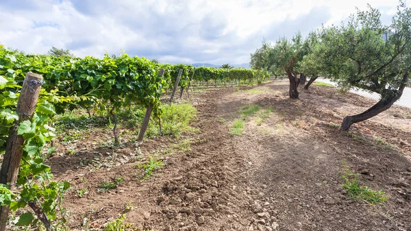 Зелений виноградник і оливкові дерева на узбіччі — стокове фото