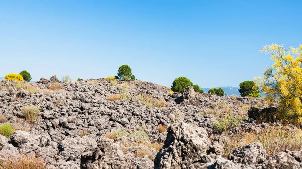 Cespugli sul flusso di lava pietrificata dopo l'eruzione dell'Etna — Foto Stock