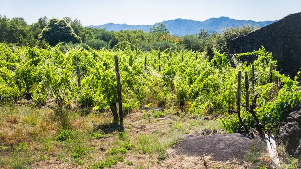 Заброшенный виноградник и сельский дом на Этне — стоковое фото