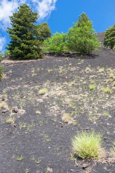 Зеленые сосны на вулканической почве на склоне Этны — стоковое фото