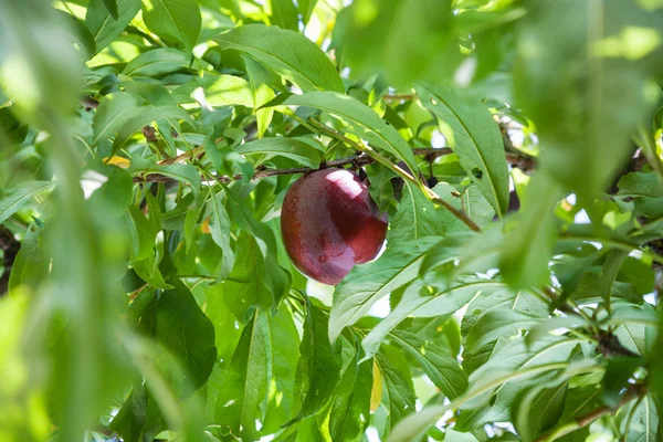 Ripe red plum on tree — Stock Photo, Image