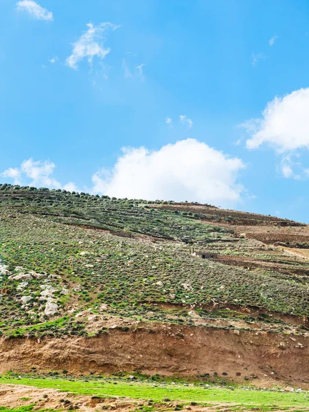 Hill slope with terraced gardens in Jordan — Stock Photo, Image