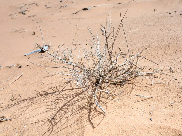 Suszone krzew w piasku pustyni Wadi Rum — Zdjęcie stockowe