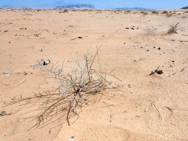 Plantas secas no deserto de Wadi Rum — Fotografia de Stock