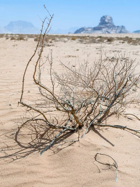 Saxaul y vista de la roca Esfinge en el desierto de Wadi Rum —  Fotos de Stock