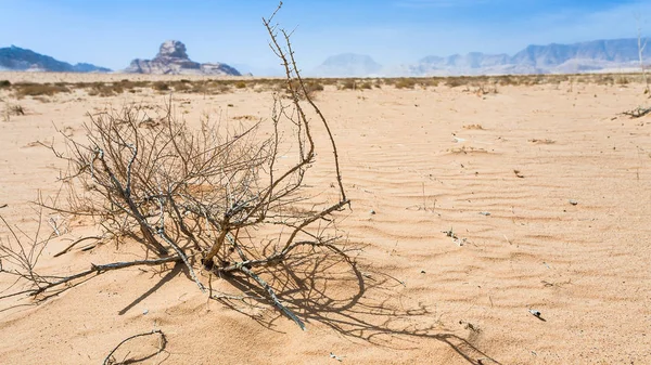 Planta seca e vista da rocha esfinge em Wadi Rum — Fotografia de Stock