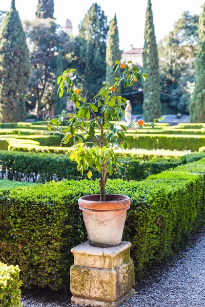 Oranje boom in Giusti tuin in Verona in het voorjaar — Stockfoto