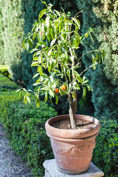 Ecorative orange tree in Giusti Garden in Verona — Stock Photo, Image