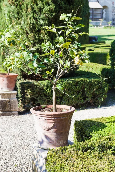 Decoratieve citroen boom in Giusti tuin in Verona — Stockfoto