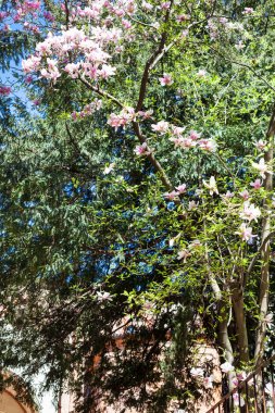 Manolya ağacı Vicenza şehirde Bahar, çiçekler