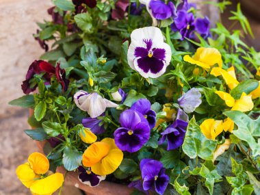 Verona şehir sokakta dekoratif taze çiçekler