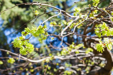 ağaç bahar Verona şehrinde genç yapraklarda
