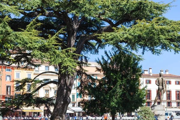 Tourists, cedar tree, bronze statue on Piazza Bra — Stock Photo, Image