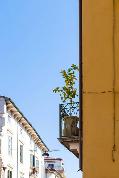 Zitronenbaum auf dem Balkon eines städtischen Hauses in Verona — Stockfoto