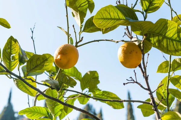Verse citroenen op boom in de tuin — Stockfoto