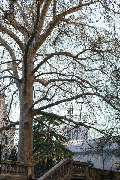 Sycamore tree on embankment in Verona city — Stock Photo, Image