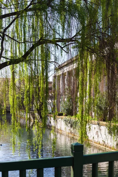 Groene boom en waterfront van kanaal in Vicenza — Stockfoto