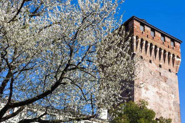 Blossoming cherry tree and Torre di Porta Castello — Stock Photo, Image