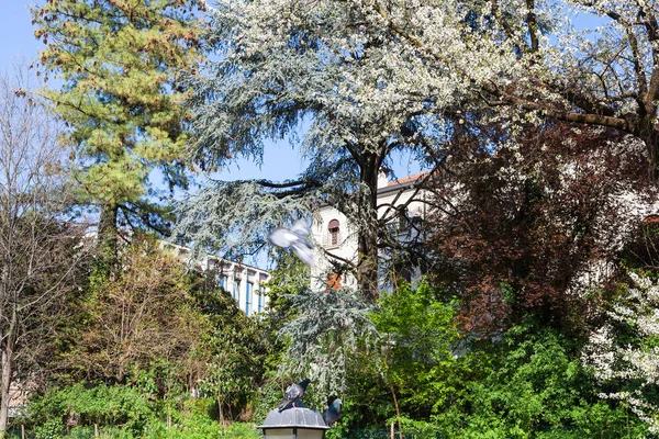 Blossoming trees in public park Giardini Salvi — Stock Photo, Image