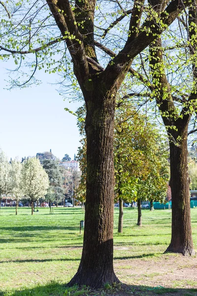 Arbres sur prairie dans le parc public urbain au printemps — Photo