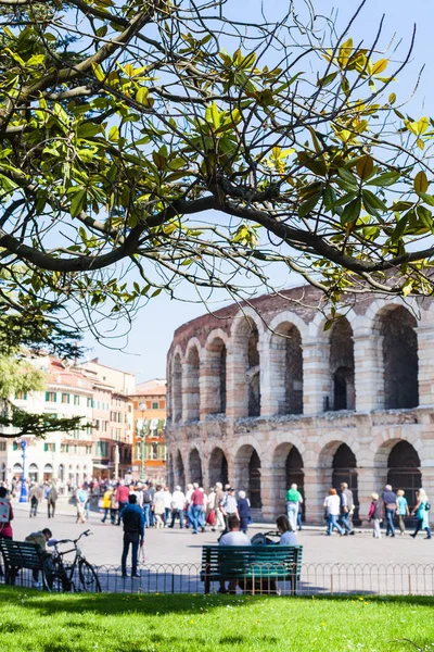 Uitzicht op groene boomtak en de Romeinse Arena — Stockfoto