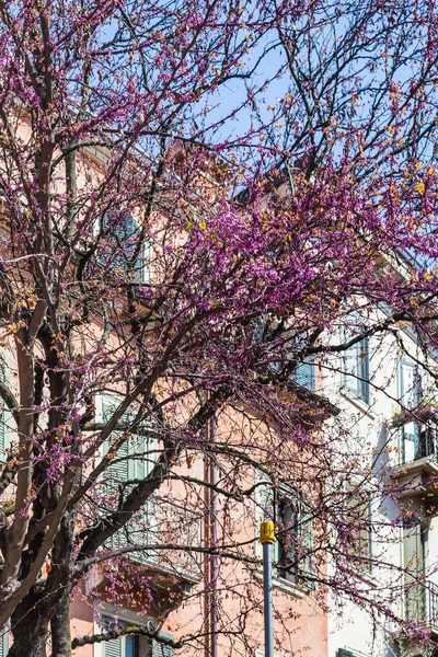 Fioritura della cercis siliquastrum in primavera — Foto Stock