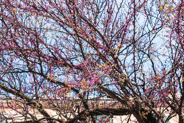 Fiori rosa sull'albero nella città di Verona in primavera — Foto Stock