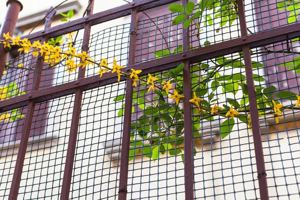 Yellow flowers and fence in Venice city — Stock Photo, Image