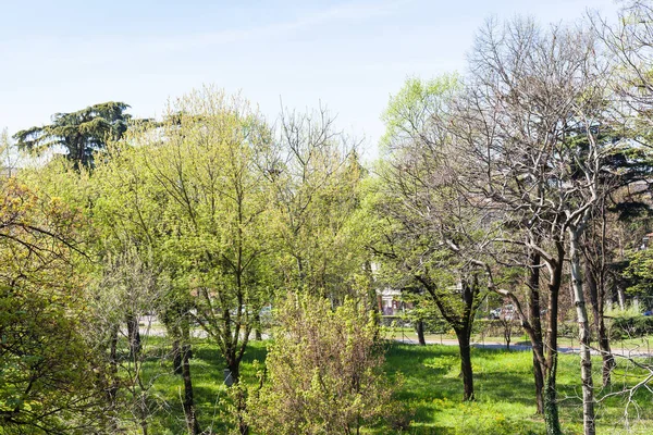 Gröna träd i parken i Verona city under våren — Stockfoto