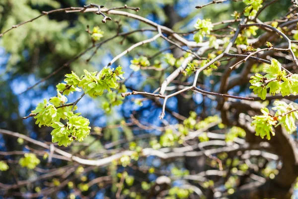 Mladé listy na stromě v městě Verona na jaře — Stock fotografie