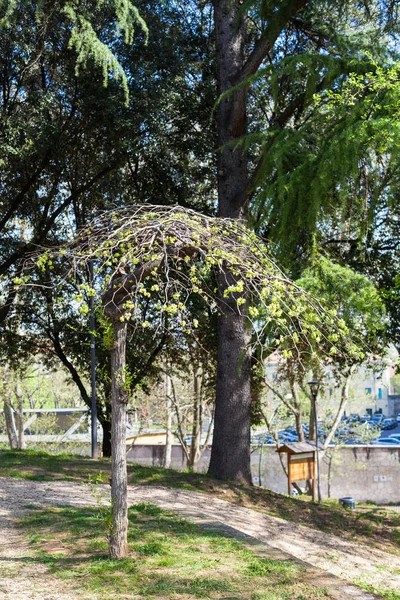 Sökvägen i urban trädgård i Verona city under våren — Stockfoto