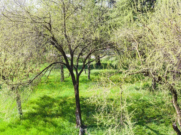 Folhagem jovem no parque da cidade de Verona na primavera — Fotografia de Stock