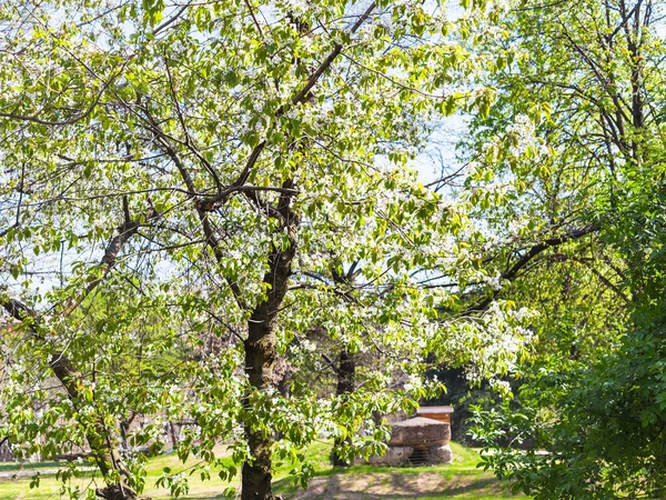 Árvore de cereja florescente no parque urbano na primavera — Fotografia de Stock