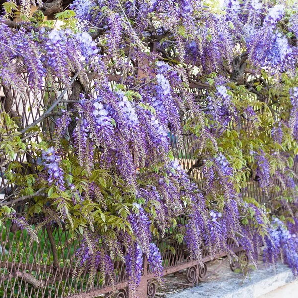 Modré květy wistárie rostlin v zahradě v Mantua — Stock fotografie