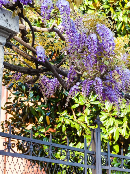 Flores azuis wisteria arbusto no jardim urbano — Fotografia de Stock