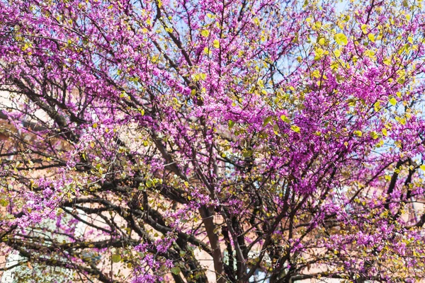 Rosa Blüte von cercis siliquastrum in Verona — Stockfoto