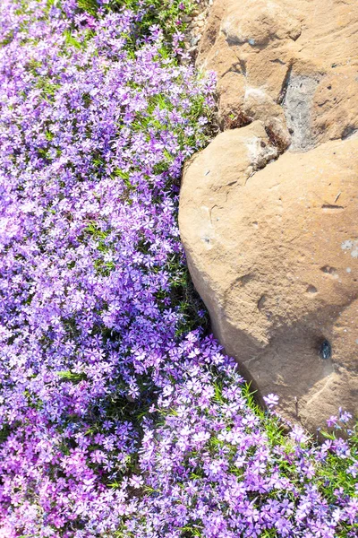 Phlox flowers on flowerbed near big stone — Stok Foto